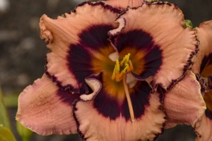 Hemerocallis 'Hungry Eyes' 